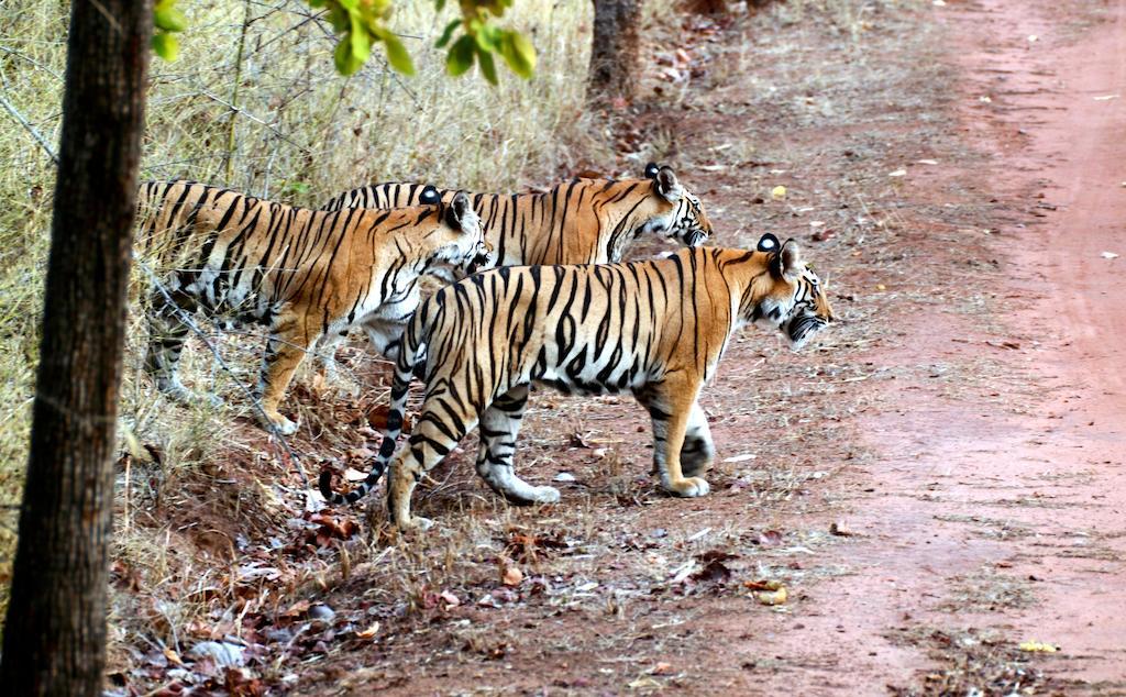 סאורהה Chitwan Safari Camp & Lodge מראה חיצוני תמונה