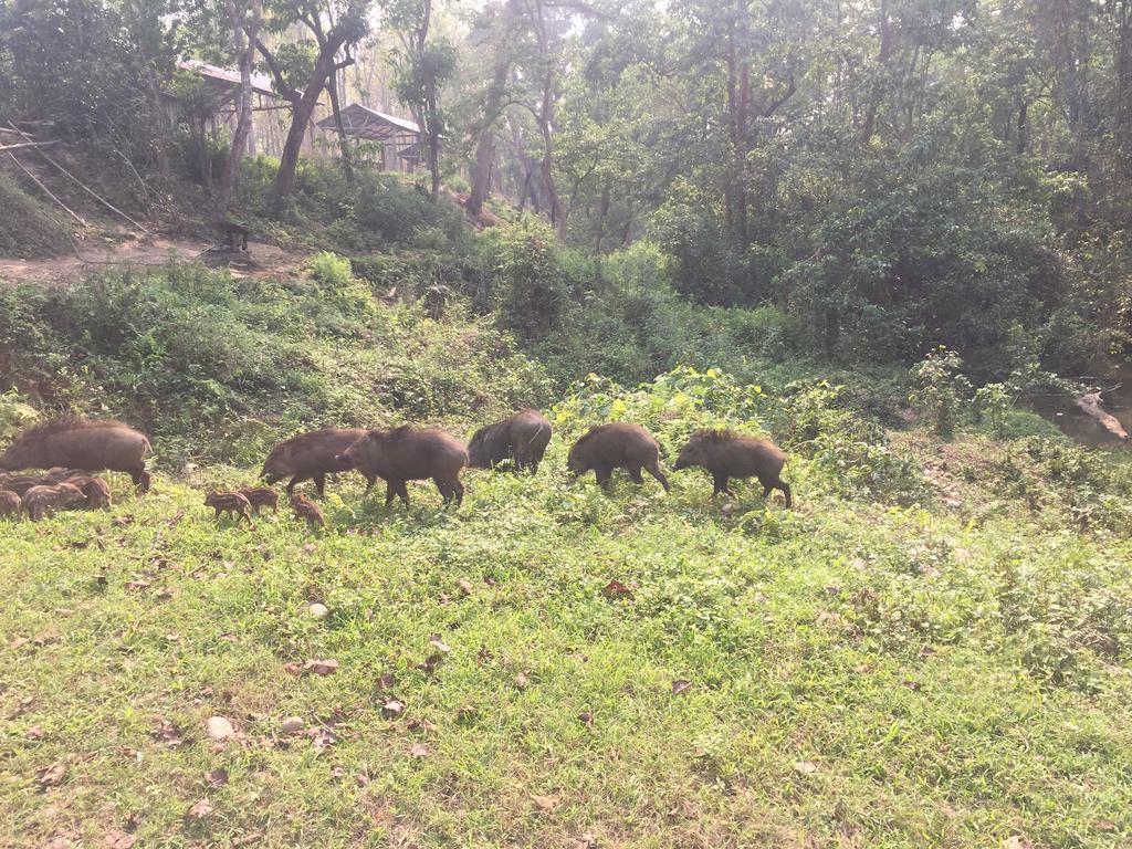 סאורהה Chitwan Safari Camp & Lodge מראה חיצוני תמונה