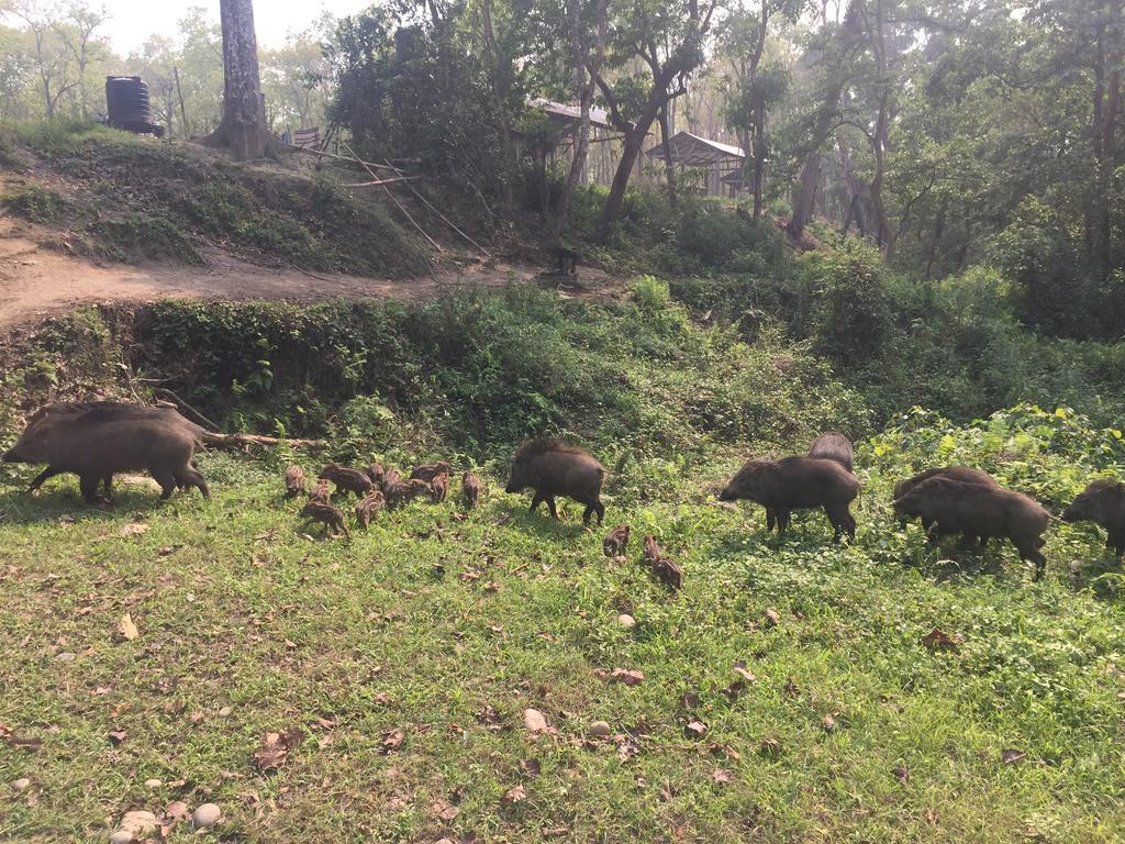 סאורהה Chitwan Safari Camp & Lodge מראה חיצוני תמונה