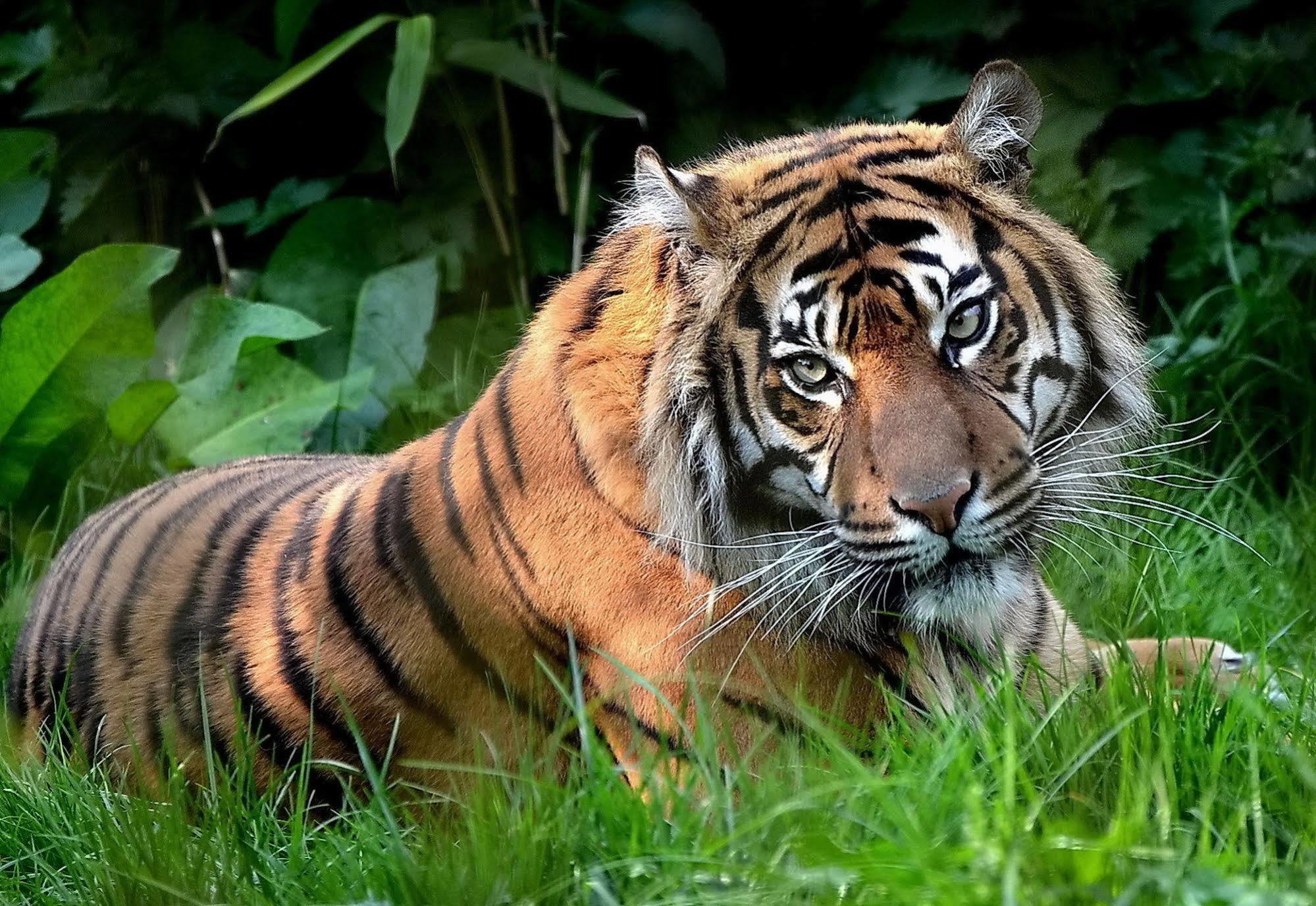 סאורהה Chitwan Safari Camp & Lodge מראה חיצוני תמונה