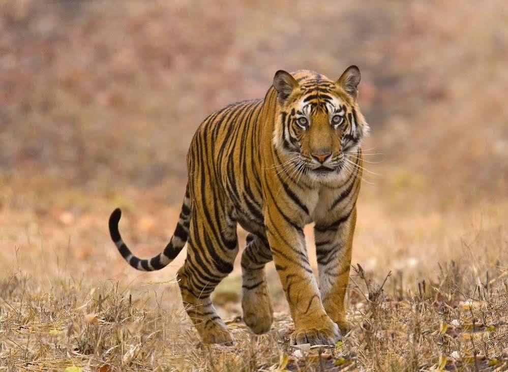סאורהה Chitwan Safari Camp & Lodge מראה חיצוני תמונה